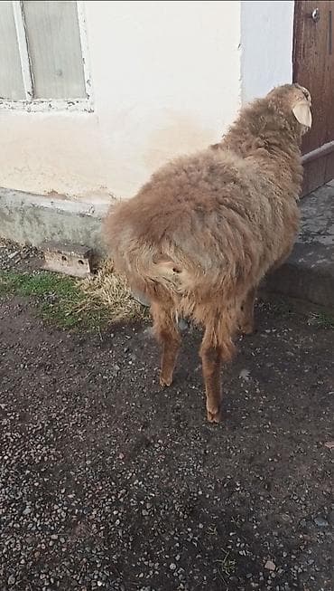 ак коён: Сатам | Кочкор (эркек) | Арашан | Көбөйтүү үчүн | Жасалма жол менен боозутуу — 1