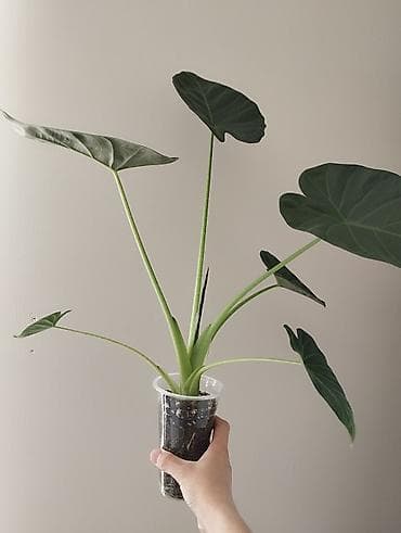 комнатные цветы оптом бишкек: Алоказия Регал Шилдс самый не капризный сорт — 2