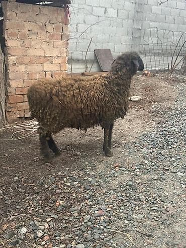 big 6: Продаю | Овца (самка) | Полукровка | Для разведения — 5