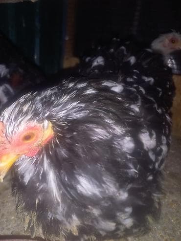 Ветеринар кызматы: Сатам | Тооктор | Көбөйтүү үчүн — 10