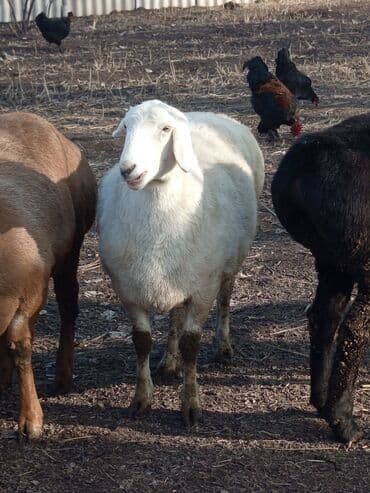 овца: Продаю | Овца (самка) | Для разведения | Племенные, Котные, Матка — 1