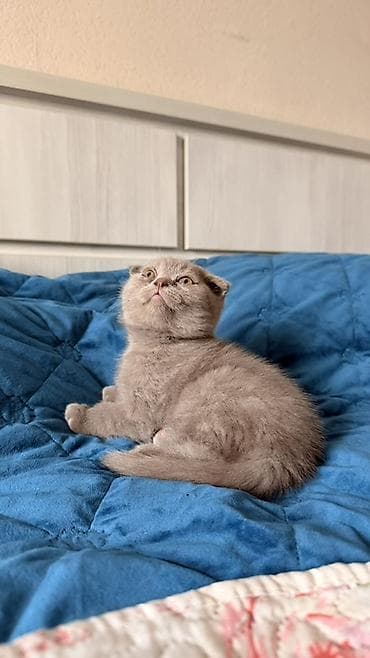 Животные: Шотландский вислоухий котёнок (Scottish Fold), - Пол: мальчик - — 2