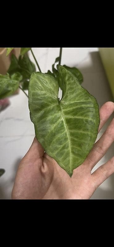 алоэ комнатный цветок: Сингониум (Syngonium podophyllum) в декоративном белом горшке с — 3