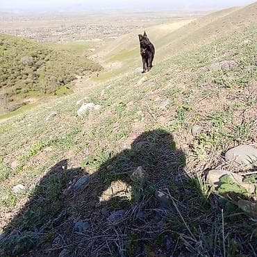 ит овчарка: Собака среднего размера, короткошёрстная, окраса чёрный с лёгким — 2