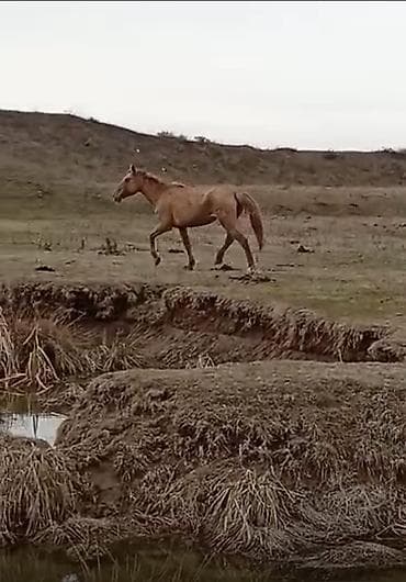 Үй жаныбарлары үчүн товарлар: Сатам | Бээ (ургаачы) | Аргын | Союуга, Көбөйтүү үчүн, Сүт алуу үчүн | Асыл тукумдуу — 1