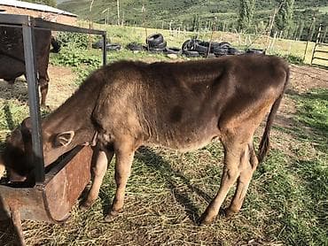 продам жеребенка: Продаю | Бык (самец) | Полукровка | На откорм — 4