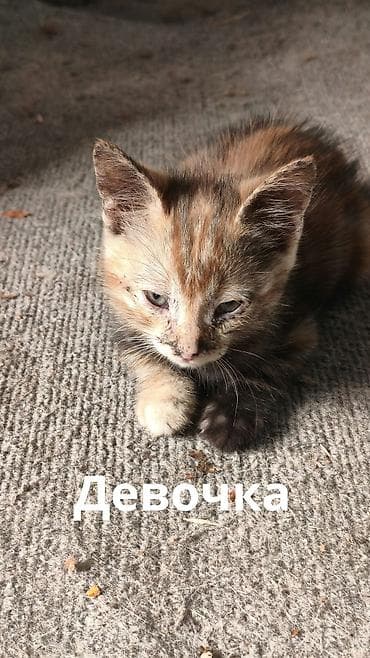 Мышыктар: Отдаю в добрые руки котят потомственных охотников-крысоловов один — 8