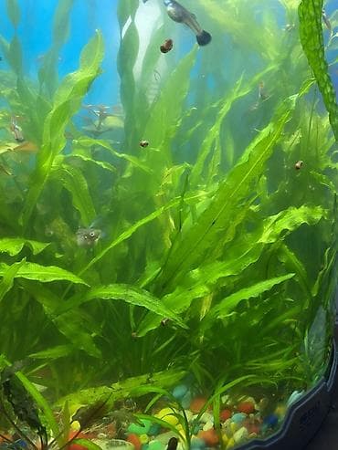 рыбки с аквариумом: Продаю аквариумные растения, очень красивые и пушистые кустики. По 150 — 2