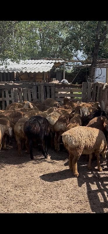ечки кой: Продаю | Баран (самец) | Арашан | На забой, Для разведения — 1