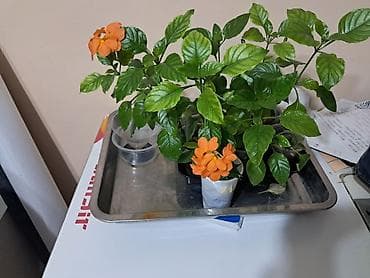 цветы канны: Кроссандра (Crossandra infundibuliformis), комнатное — 2