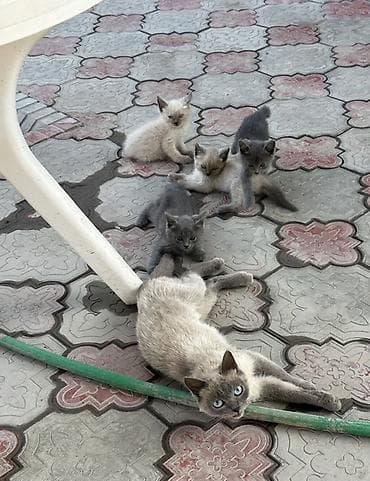 животные птицы: Котята от сиамской кошки - Помёт разного окраса: серый дымчатый — 1