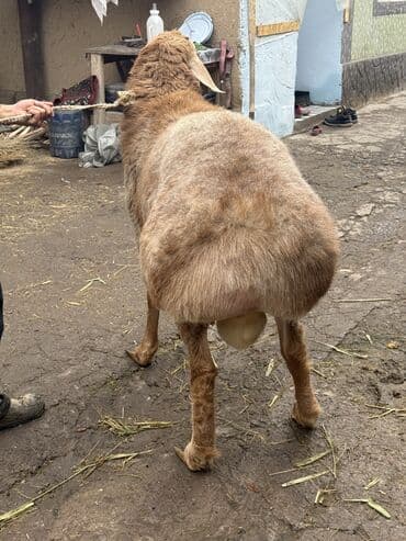 продаю в связи с переездом: Продаю | Баран (самец) | Для разведения | Племенные — 2