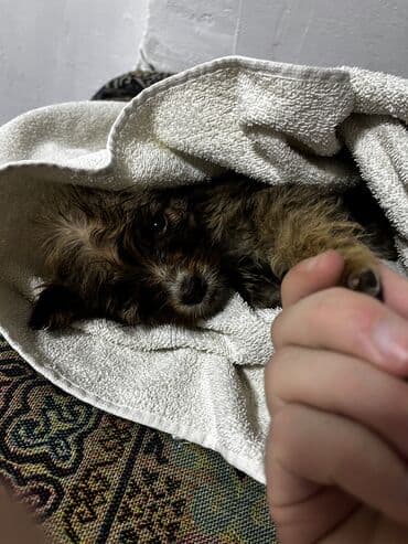 сколько стоит щенок хаски в бишкеке: Щенки дворняги ждут свой новый дом. Нашел на мусорке их. Согрел — 8