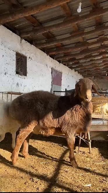 собаки токмок: Сатам | Кочкор (эркек) | Гиссар | Көбөйтүү үчүн | Асыл тукумдуу — 3