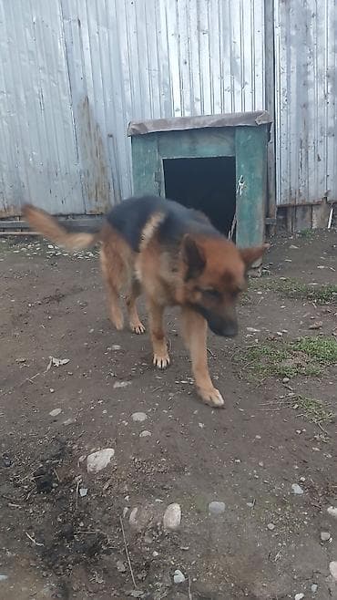 Отдам даром собаку: Немецкая овчарка, кобель. Классический окрас: чёрно-рыжий с плотным — 3