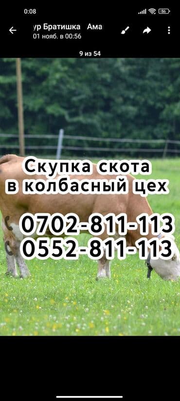 племенные коровы молочные купить: Куплю | Лошади, кони, Коровы, быки | Круглосуточно, Забитый, Любое состояние — 1