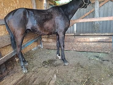 бала мышык: Сатам | Байтал | Жумушка — 3