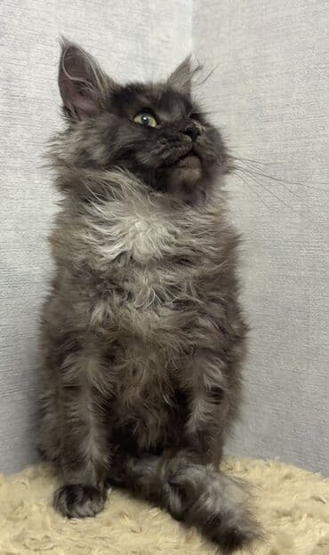 французкий бульдог: Породистый котёнок мейн-кун, окрас дымчатый (чёрный смоук) — 3