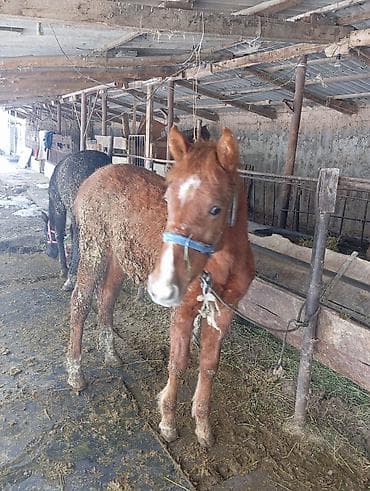 немецкая овчарка с родословной купить: Продаю | Жеребенок | Для разведения | Племенные — 1