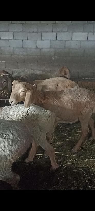 Продам с/х животных: Продаю | Ягненок | Арашан | Для разведения | Племенные — 8