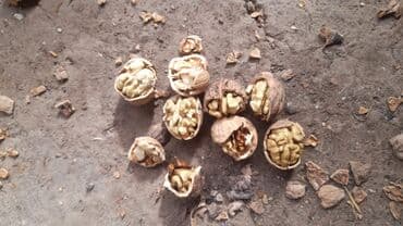 саженцы розы: Долоно, ИТ мурун, жангак, барбарис алабыз Боярышник, шиповник, Курут — 6