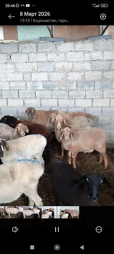 Продаю | Овца (самка)