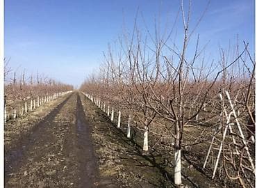 ленточный пилорамма: Обрезк яблоко груша черешня любой деревьевещё сложности лечим — 2