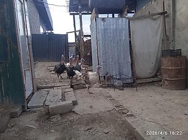 голубая рыбка: Продаю | Индюк (самец) | Для разведения | Племенные — 4