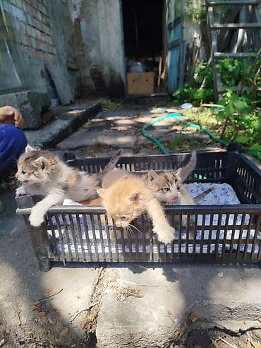 Кошки: Кошка даром: Беспородная, 2 месяца, Мальчик — 3