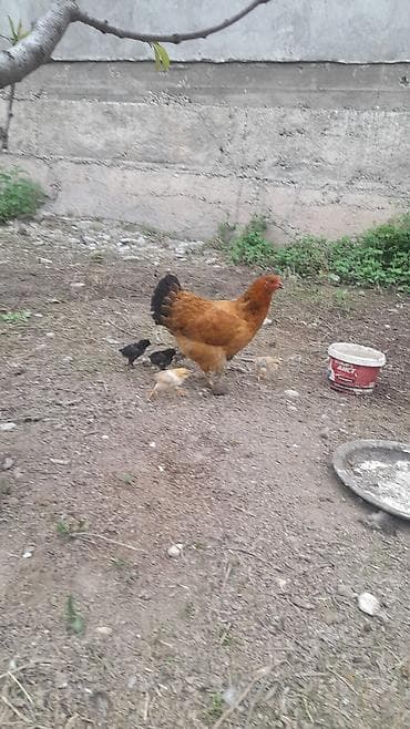 Продаю | Куры | Домашняя | Для разведения