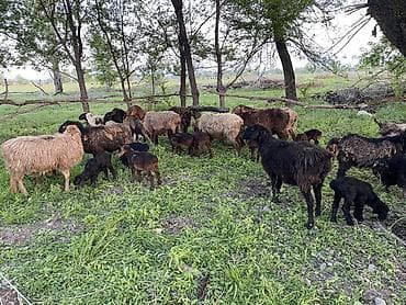 алабай бишкек: Сатам | Ургаачы кой (ургаачы) | Көбөйтүү үчүн | Ургаачы — 3