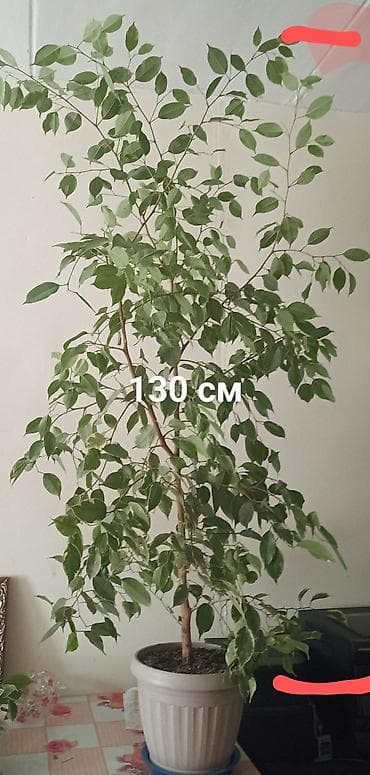 Комнатные растения: Продаю фикус Бенджамина 2 шт.от горшка -130 см — 1