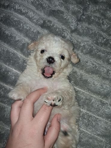 собака бесплатно: Пудель, 1 месяц, Самец — 4