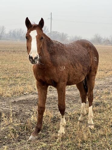 доберман фото щенки цена: Продаю | Кобыла (самка) — 4