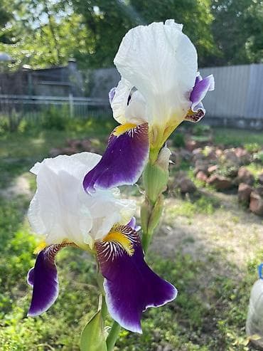 Разновидности ирисов