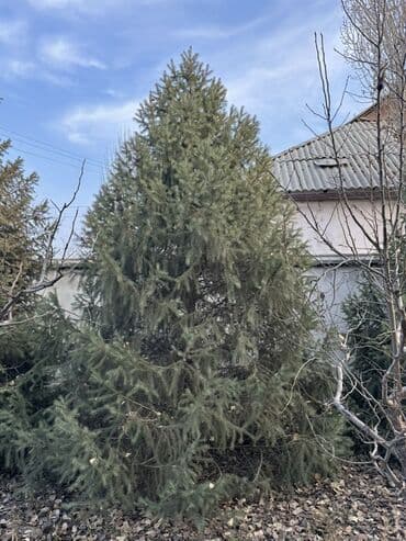 купить шкаф для одежды бишкек: Саженцы деревьев: Ели — 6