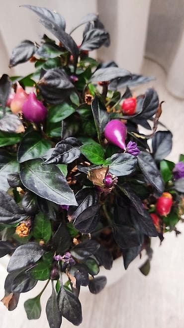 Диффенбахии: 1)Кактус Эхинопсис ( цветет часто, вместе с коричневым горшочком — 9