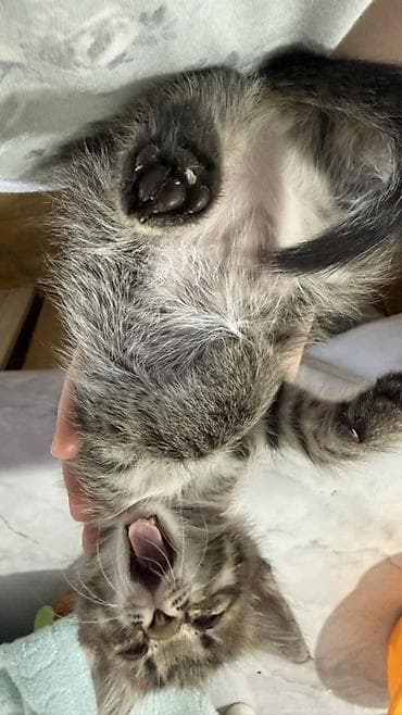 продаю котёнка: Беспородная, 2 месяца, Девочка, Приучена к лотку — 2