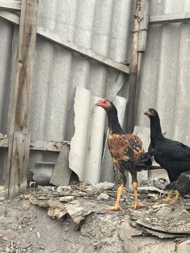 собака домик: Продаю | Петух, Цыплята | Бойцовая, Дакан | Для боев — 2