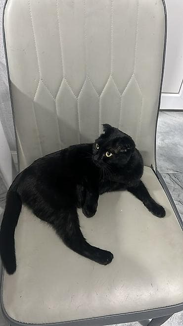 пластиковый домик: Домик-туалет для кошек с дверцей + игровой комплекс Комплект для — 1