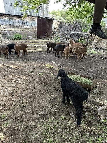 индюк тушка: Продаю | Ягненок | Для разведения — 3