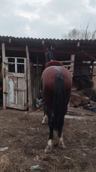 Иттер: Сатам | Жылкы (эркек) | Жумушка — 3