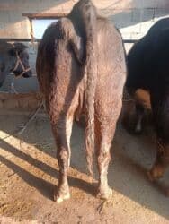 сколько длится беременность коровы: Продаю | Корова (самка) | Алатауская, Швицкая | Для разведения, Для молока | Племенные, Стельные, Искусственник — 5