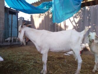 собака доберман цена: Продаю | Коза (самка), Козёл (самец) | Битал, Зааненская | Для разведения | Племенные — 23