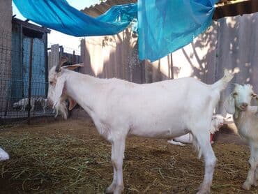 домашние птицы: Продаю | Козёл (самец) | Битал, Зааненская | Для разведения — 17