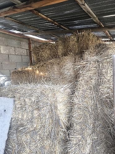 салома тук: Солома в тюках - Зажатые прямоугольные тюки, хранение под навесом. - — 2