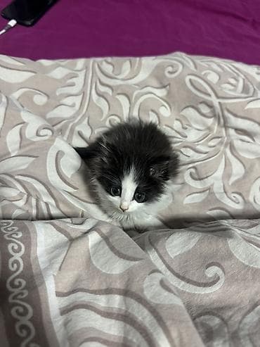 племенные коровы: Хочу отдать котёнка в надёжные руки котёнку около полтора месяца — 9