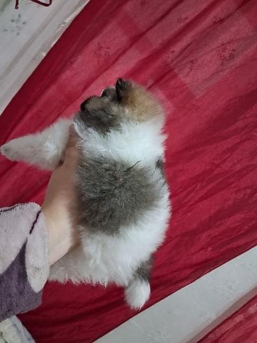 кане корсо собака цена: Помиранский шпиц •Девочка •Родилась 14 .03.2026 •Окрас : пати-колор — 9