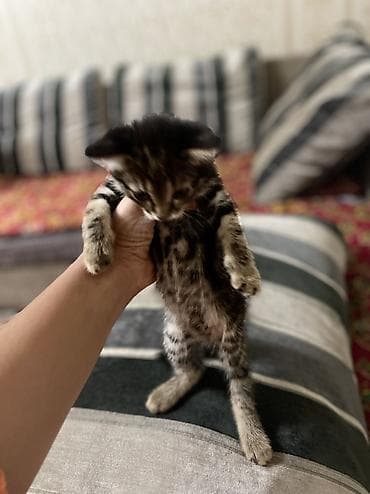 отдам даром котят: 1 месяц, Девочка, Серый — 3