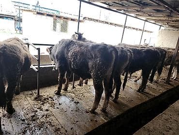 купить черного петуха: Продаю | Бык (самец) | На откорм | Привязанные — 4